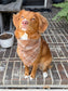 Personalized Embroidered Dog Bandana | Plaid Fall Pet Bandana | Custom Dog Name